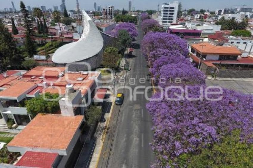 TEMPORADA DE JACARANDAS