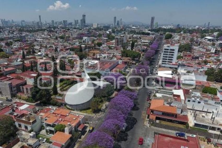 TEMPORADA DE JACARANDAS