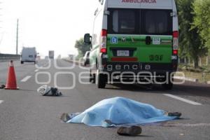 ATROPELLADO . AUTOPISTA