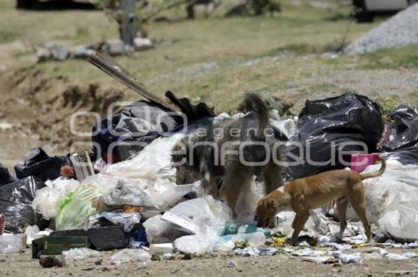 PERROS CALLEJEROS