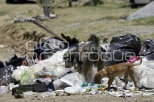 PERROS CALLEJEROS