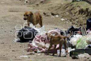 PERROS CALLEJEROS