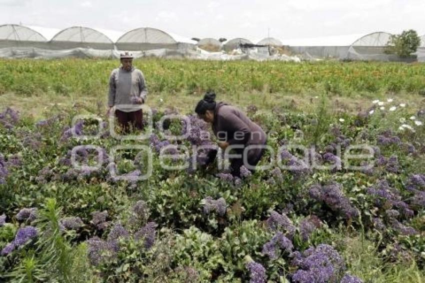 PÉRDIDAS CAMPOS FLORES