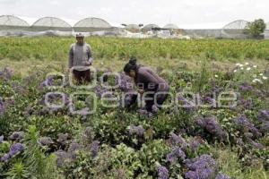 PÉRDIDAS CAMPOS FLORES