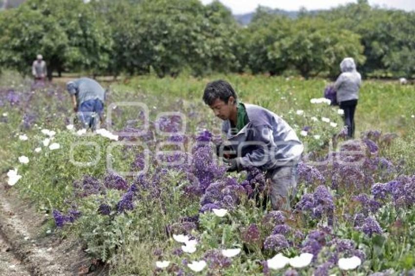 PÉRDIDAS CAMPOS FLORES