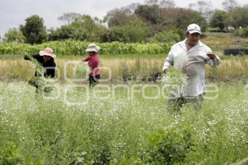 PÉRDIDAS CAMPOS FLORES