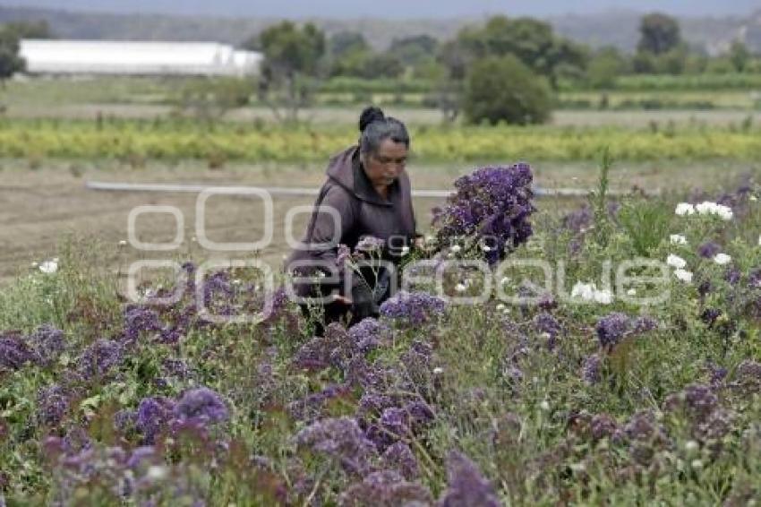 PÉRDIDAS CAMPOS FLORES