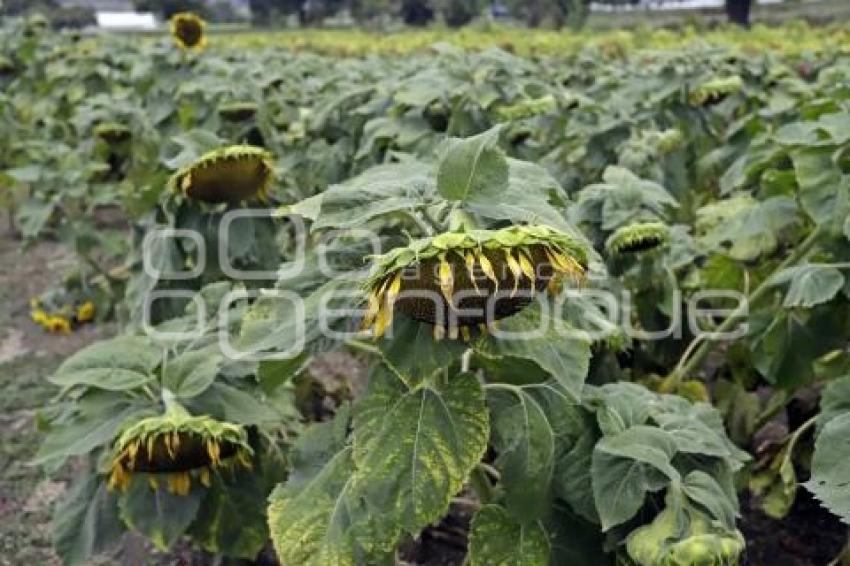 PÉRDIDAS CAMPOS FLORES