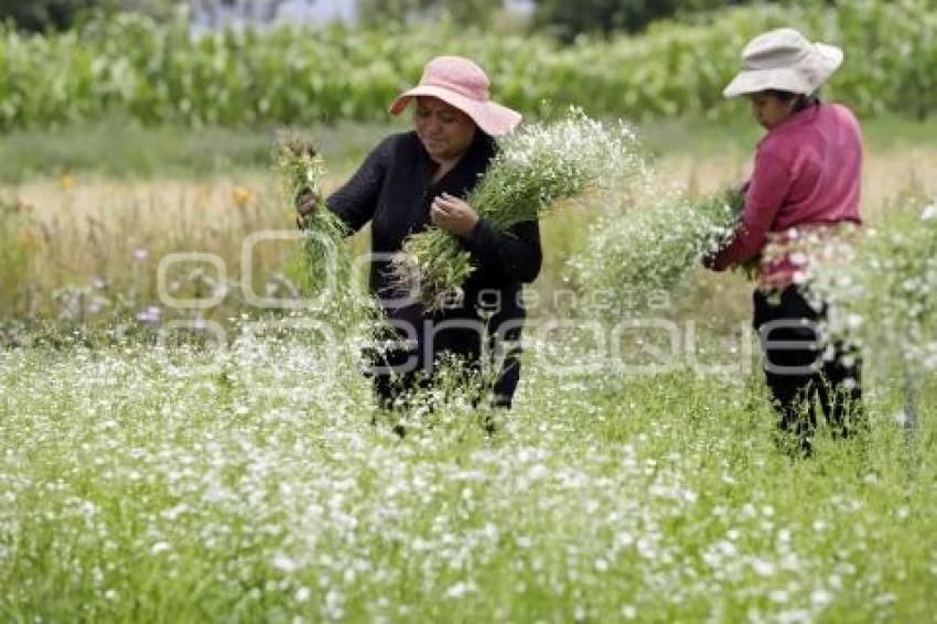 PÉRDIDAS CAMPOS FLORES