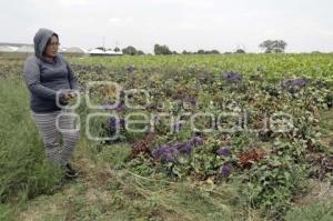 PÉRDIDAS CAMPOS FLORES