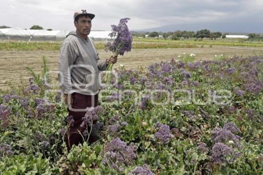 PÉRDIDAS CAMPOS FLORES