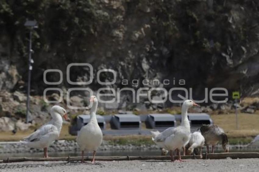 LAGO DE LA CONCORDIA . PATOS