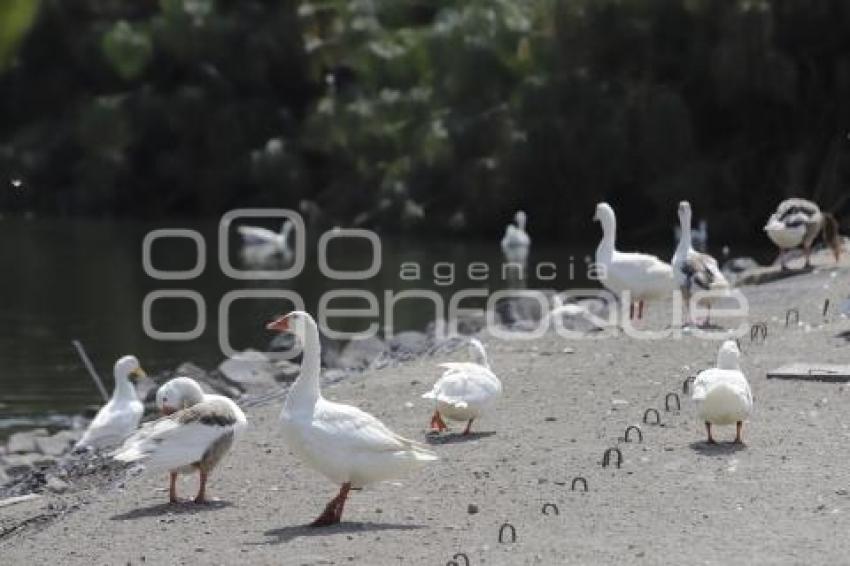 LAGO DE LA CONCORDIA . PATOS