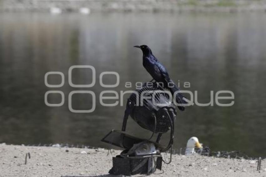 LAGO DE LA CONCORDIA . PATOS