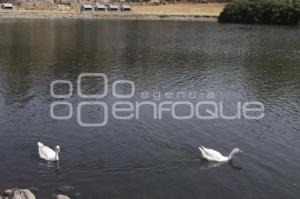 LAGO DE LA CONCORDIA . PATOS