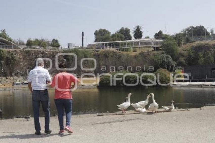 LAGO DE LA CONCORDIA . PATOS