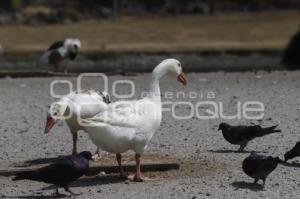 LAGO DE LA CONCORDIA . PATOS