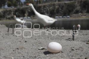 LAGO DE LA CONCORDIA . PATOS