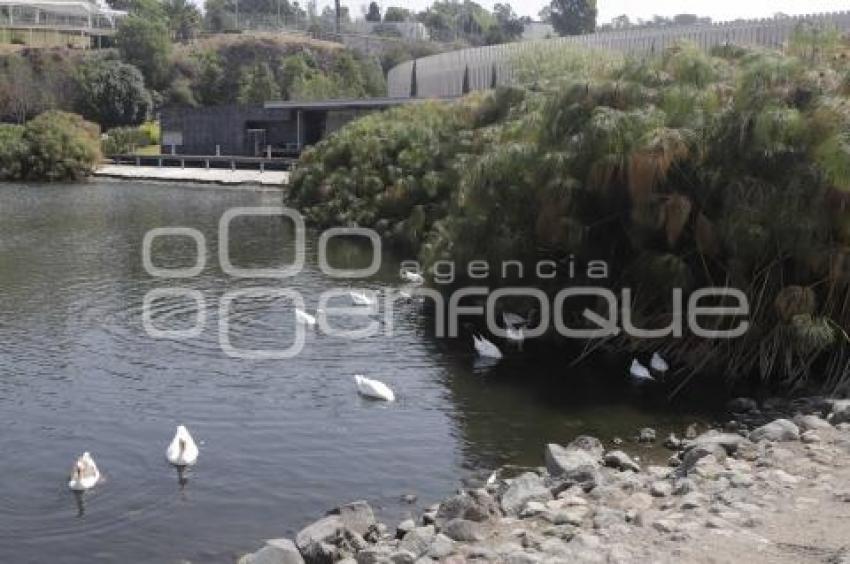 LAGO DE LA CONCORDIA . PATOS