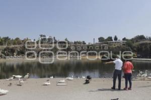 LAGO DE LA CONCORDIA . PATOS