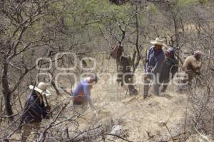 ACATLÁN . PRODUCCIÓN AGAVE