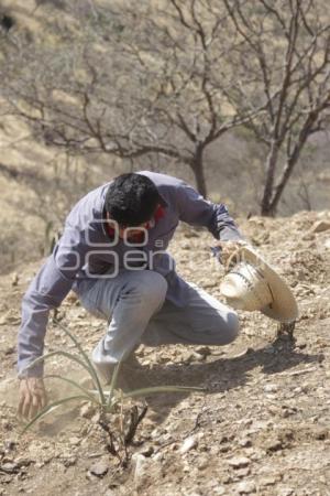 ACATLÁN . PRODUCCIÓN AGAVE