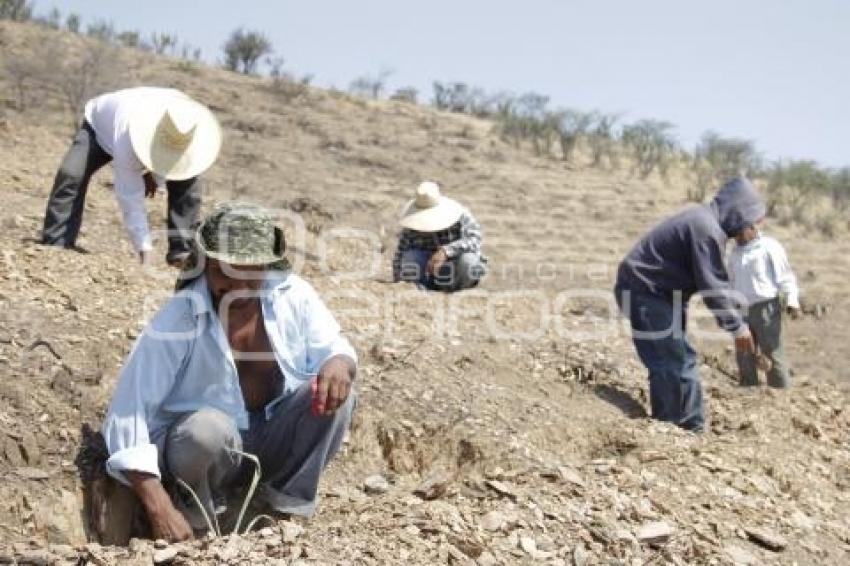 ACATLÁN . PRODUCCIÓN AGAVE