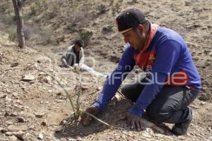 ACATLÁN . PRODUCCIÓN AGAVE