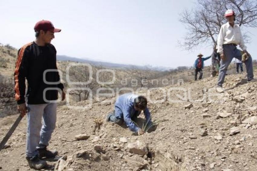 ACATLÁN . PRODUCCIÓN AGAVE