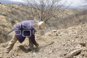 ACATLÁN . PRODUCCIÓN AGAVE