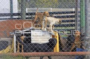 ESTANCIA CANINA