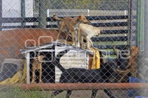 ESTANCIA CANINA