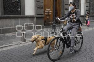 DÍA MUNDIAL DEL PERRO