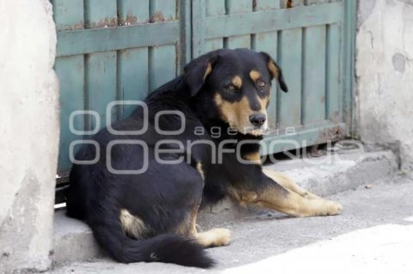 DÍA MUNDIAL DEL PERRO