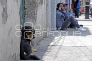 DÍA MUNDIAL DEL PERRO