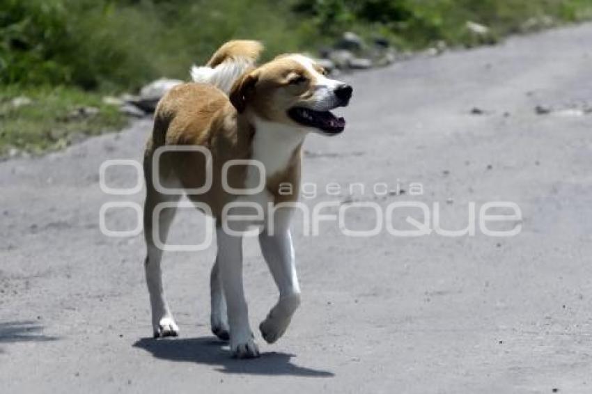 DÍA MUNDIAL DEL PERRO