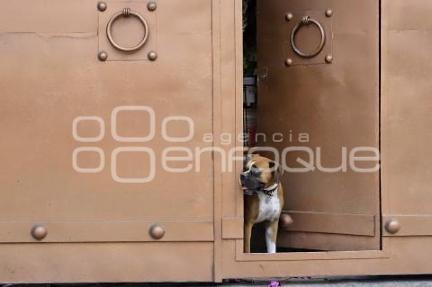 DÍA MUNDIAL DEL PERRO