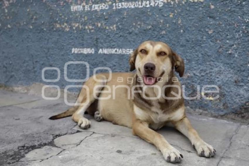 DÍA MUNDIAL DEL PERRO