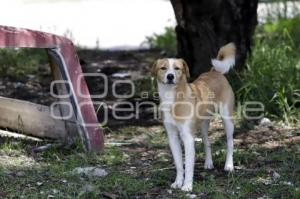 DÍA MUNDIAL DEL PERRO