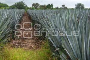 DÍA INTERNACIONAL DEL TEQUILA