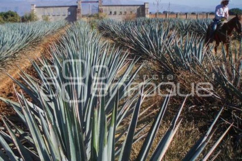 DÍA INTERNACIONAL DEL TEQUILA