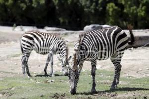 AFRICAM SAFARI