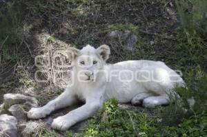 AFRICAM SAFARI