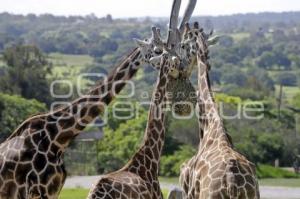 AFRICAM SAFARI