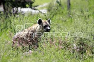 AFRICAM SAFARI