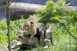 AFRICAM SAFARI