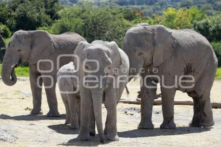 DÍA MUNDIAL DEL ELEFANTE