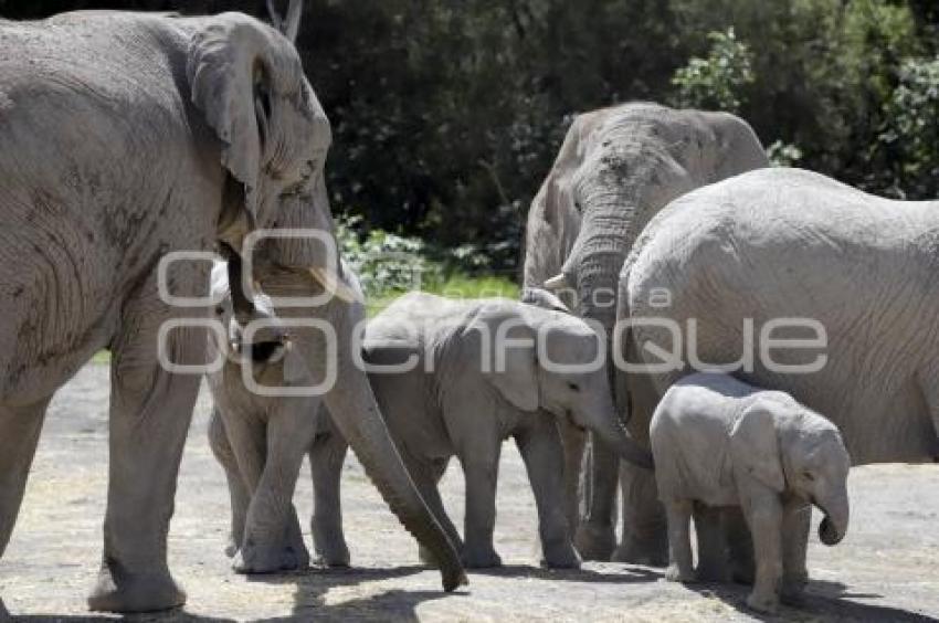 DÍA MUNDIAL DEL ELEFANTE