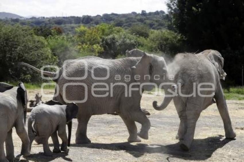 DÍA MUNDIAL DEL ELEFANTE