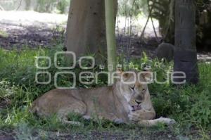 AFRICAM SAFARI